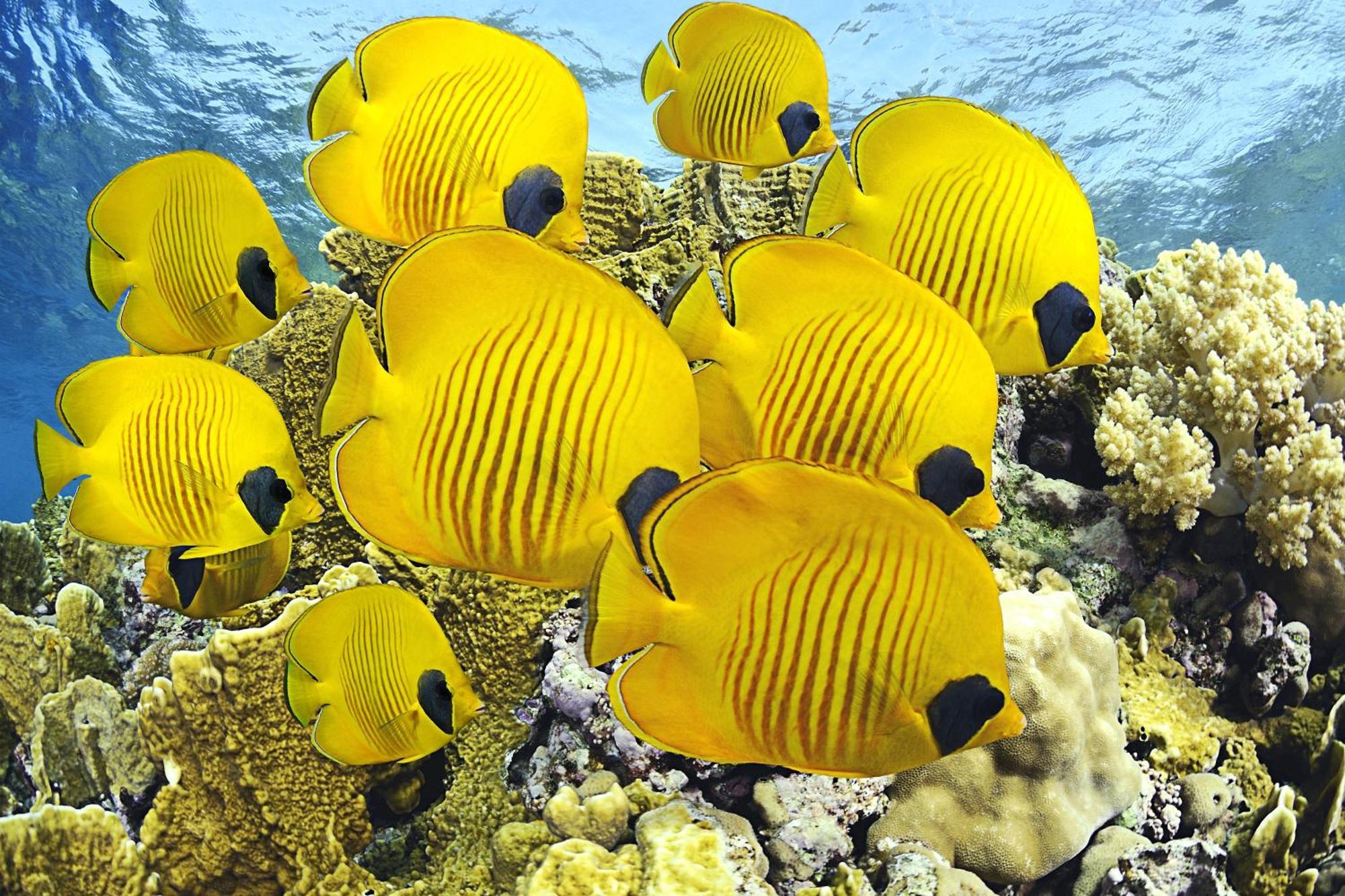 Roxon Red Sea Eilat - Adults Only酒店 外观 照片
